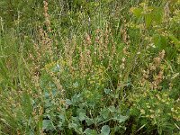 Rumex scutatus 17, Spaanse zuring, Saxifraga-Ed Stikvoort