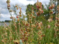 Rumex scutatus 18, Spaanse zuring, Saxifraga-Ed Stikvoort