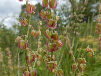 Rumex scutatus 19, Spaanse zuring, Saxifraga-Ed Stikvoort