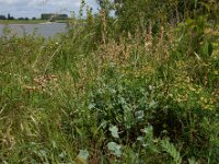 Rumex scutatus 20, Spaanse zuring, Saxifraga-Ed Stikvoort