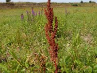 Rumex stenophyllus 10, Tandzuring, Saxifraga-Ed Stikvoort