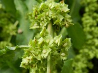 Rumex stenophyllus 2, Saxifraga-Rutger Barendse