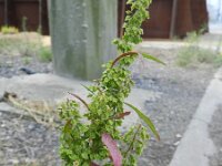 Rumex stenophyllus 6, Saxifraga-Rutger Barendse