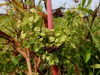 Rumex stenophyllus 8, Tandzuring, Saxifraga-Ed Stikvoort