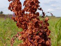Rumex stenophyllus 9, Tandzuring, Saxifraga-Ed Stikvoort
