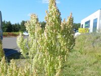 Rumex thyrsiflorus 10, Geoorde zuring, Saxifraga-Rutger Barendse