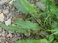 Rumex thyrsiflorus 11, Geoorde zuring, Saxifraga-Rutger Barendse