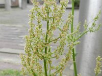 Rumex thyrsiflorus 12, Geoorde zuring, Saxifraga-Rutger Barendse