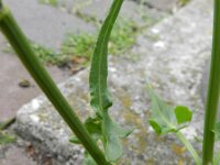 Rumex thyrsiflorus 13, Geoorde zuring, Saxifraga-Rutger Barendse