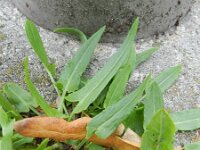 Rumex thyrsiflorus 14, Geoorde zuring, Saxifraga-Rutger Barendse