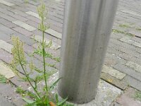 Rumex thyrsiflorus 15, Geoorde zuring, Saxifraga-Rutger Barendse