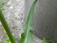 Rumex thyrsiflorus 16, Geoorde zuring, Saxifraga-Rutger Barendse