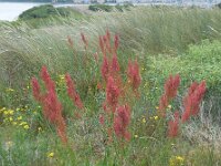Rumex thyrsiflorus 17, Geoorde zuring, Saxifraga-Ed Stikvoort