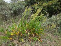 Rumex thyrsiflorus 19, Geoorde zuring, Saxifraga-Ed Stikvoort
