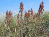 Rumex thyrsiflorus 20, Geoorde zuring, Saxifraga-Ed Stikvoort