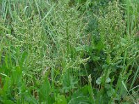 Rumex thyrsiflorus 21, Geoorde zuring, Saxifraga-Ed Stikvoort