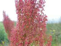 Rumex thyrsiflorus 24, Geoorde zuring, Saxifraga-Ed Stikvoort