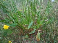 Rumex thyrsiflorus 25, Geoorde zuring, Saxifraga-Ed Stikvoort