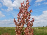 Rumex thyrsiflorus 27, Geoorde zuring, Saxifraga-Ed Stikvoort