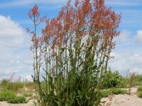 Rumex thyrsiflorus 28, Geoorde zuring, Saxifraga-Ed Stikvoort