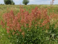 Rumex thyrsiflorus 29, Geoorde zuring, Saxifraga-Ed Stikvoort
