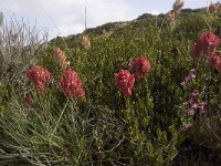 Rumex thyrsiflorus 3, Geoorde zuring, Saxifraga-Jan van der Straaten