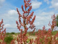 Rumex thyrsiflorus 30, Geoorde zuring, Saxifraga-Ed Stikvoort