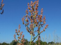 Rumex thyrsiflorus 31, Geoorde zuring, Saxifraga-Ed Stikvoort