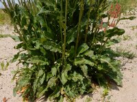 Rumex thyrsiflorus 32, Geoorde zuring, Saxifraga-Ed Stikvoort