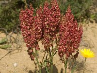 Rumex thyrsiflorus 4, Geoorde zuring, Saxifraga-Willem van Kruijsbergen