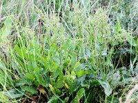Rumex thyrsiflorus 5, Geoorde zuring, Saxifraga-Peter Meininger