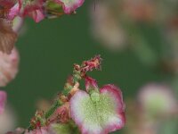 Rumex thyrsiflorus 6, Geoorde zuring, Saxifraga-Rutger Barendse