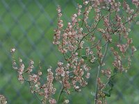 Rumex thyrsiflorus 7, Geoorde zuring, Saxifraga-Rutger Barendse