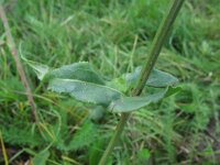 Rumex thyrsiflorus 8, Geoorde zuring, Saxifraga-Rutger Barendse