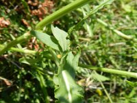 Rumex thyrsiflorus 9, Geoorde zuring, Saxifraga-Rutger Barendse