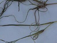 Ruppia cirrhosa 4, Spiraalruppia, Saxifraga-Peter Meininger