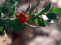 Ruscus aculeatus 25, Stekelige muizendoorn, Saxifraga-Jan van der Straaten