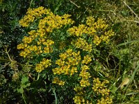 Ruta graveolens 4, Wijnruit, Saxifraga-Ed Stikvoort