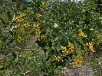 Ruta pinnata 2, Saxifraga-Ed Stikvoort