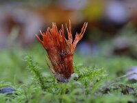 Anthina flammea 9, Vlammenstaart, Saxifraga-Luuk Vermeer