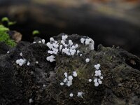Arcyria cinerea 12, Asgrauw netwatje, Saxifraga-Luuk Vermeer