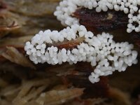 Arcyria cinerea 17, Asgrauw netwatje, Saxifraga-Luuk Vermeer