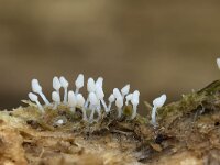 Arcyria cinerea 2, Asgrauw netwatje, Saxifraga-Luuk Vermeer