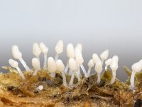 Arcyria cinerea 3, Asgrauw netwatje, Saxifraga-Luuk Vermeer