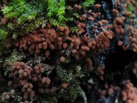 Arcyria denudata 13, Karmozijnrood netwatje, Saxifraga-Luuk Vermeer