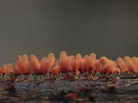 Arcyria denudata 6, Karmozijnrood netwatje, Saxifraga-Luuk Vermeer