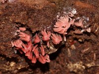 Arcyria denudata 7, Karmozijnrood netwatje, Saxifraga-Foto Fitis-Sytske Dijksen