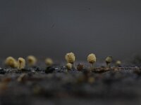 Arcyria pomiformis 2, Kluwennetwatje, Saxifraga-Luuk Vermeer