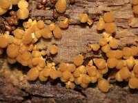 Arcyria versicolor 2, Veelkleurig netwatje, Saxifraga-Foto Fitis-Sytske Dijksen