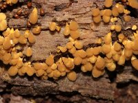 Arcyria versicolor 3, Veelkleurig netwatje, Saxifraga-Foto Fitis-Sytske Dijksen